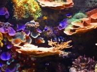 fotooboi_priroda_more_20