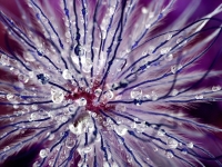 Purple Tentacles in Abstract Flower Shot